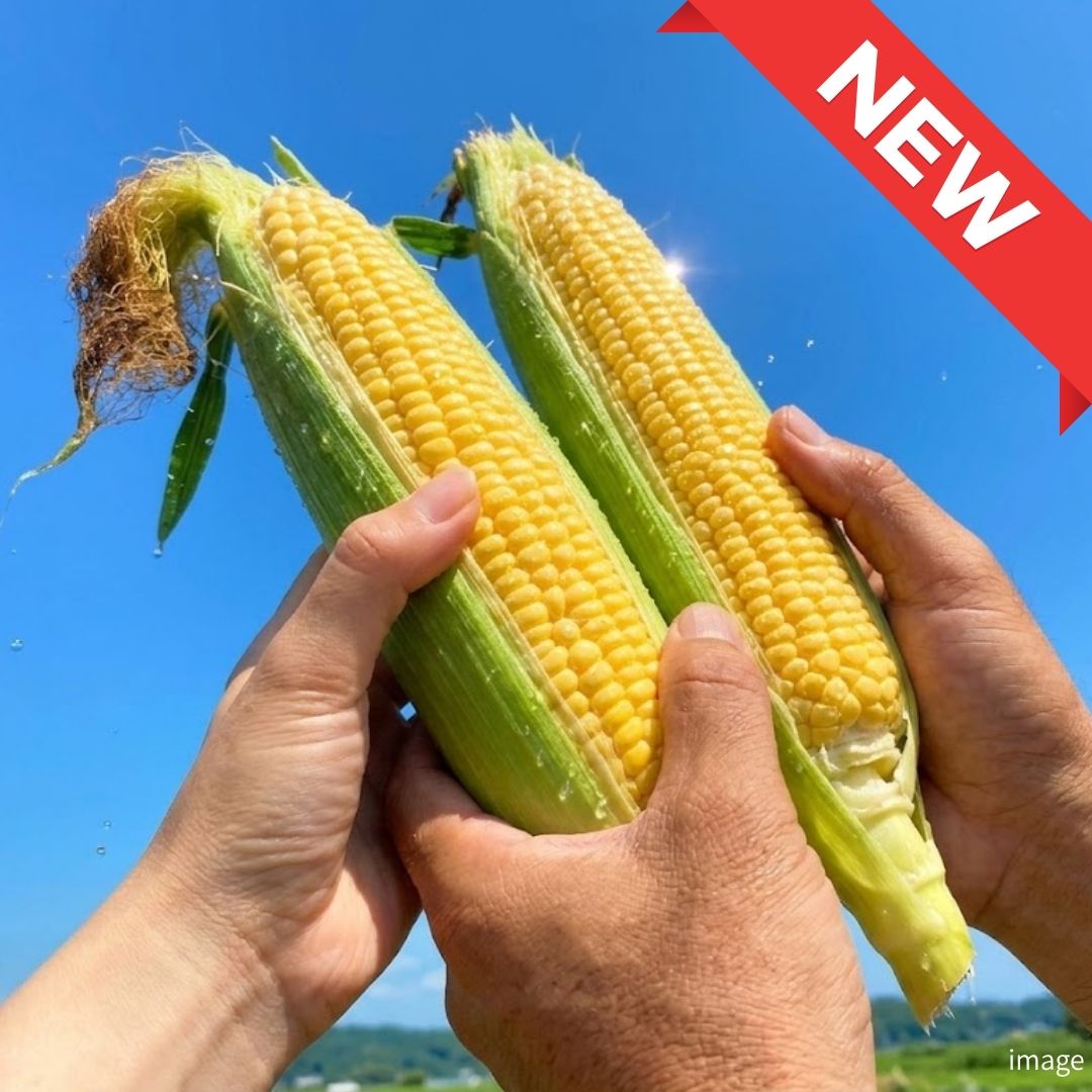 Premium Dolce Dream Sweet Corn from Japan – Fresh Harvest | Fruit - Like Natural Sweetness | Seasonal Limited | Approx. 380g~500g+ (2 Packs) | Delivery: 15th - 16th May - TFD (Tokyo Fresh Direct)