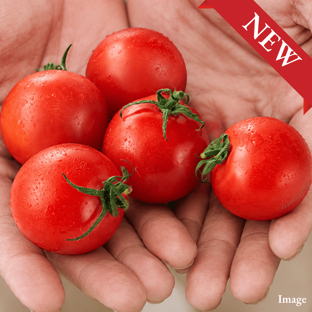 Premium Gokan Fruitica Tomato (Japan) – A Delightful Five-Senses Experience with Rich Sweetness, Juicy Texture & Refreshing Flavor | Average Brix 7–8° - TFD (Tokyo Fresh Direct)