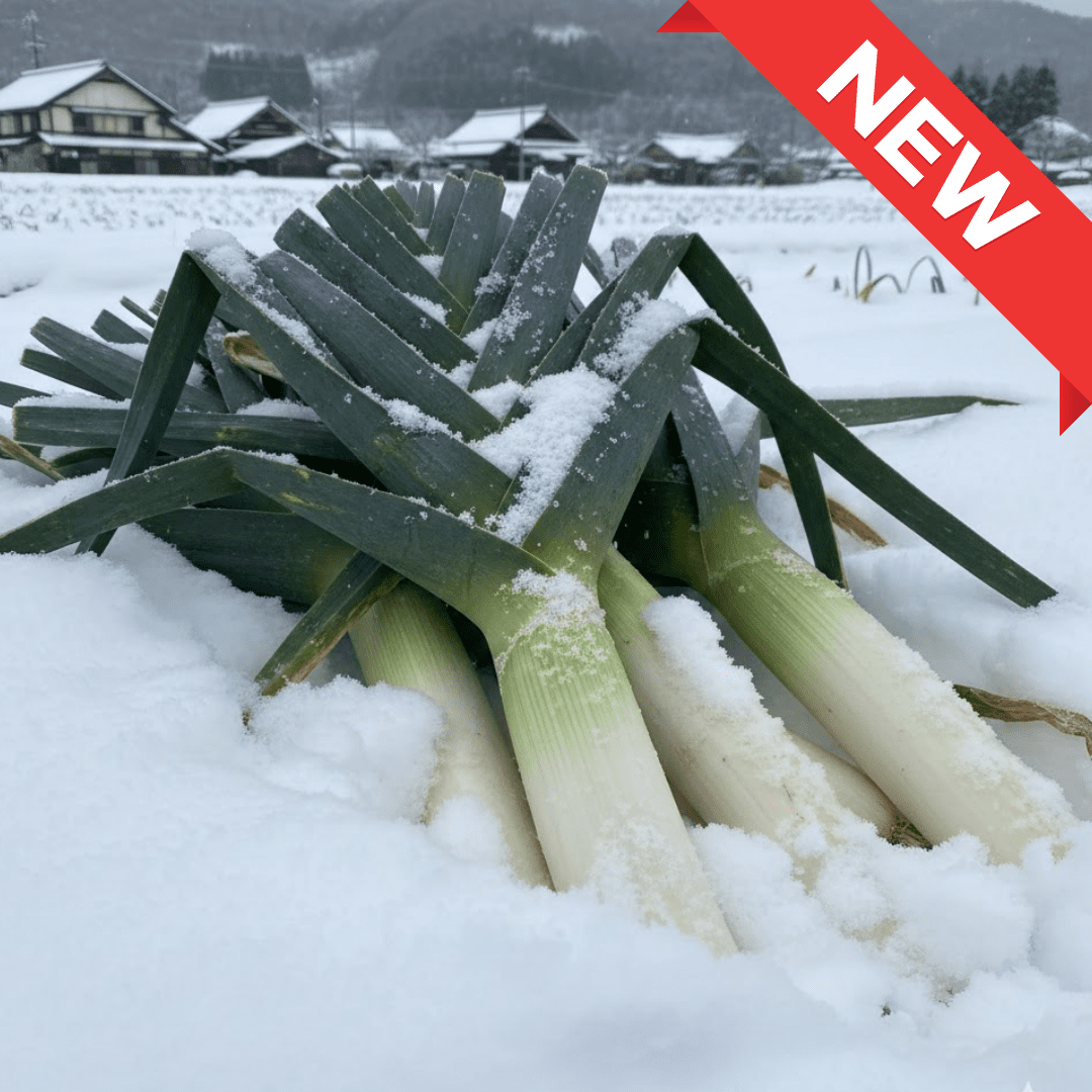Premium Shimonita Negi (Leek) from Gunma, Ideal for Nabe & Sukiyaki | Delivery: 30th - 31st Jan - Tokyo Fresh Direct