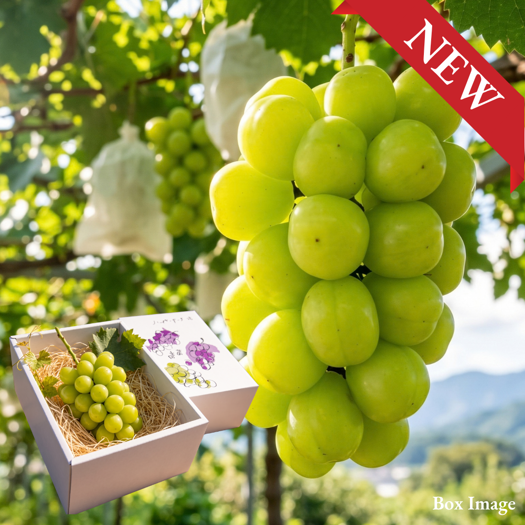Premium Shinemuscat "Hareo (Giftbox/L-size)", A Century of Muscat Craft, Finished One Bunch at a Time, From Japan’s Land of Sunshine, shaped by hand and selected to Okayama standards., Approx.550g | Delivery: 23th~24th Oct - TFD (Tokyo Fresh Direct)