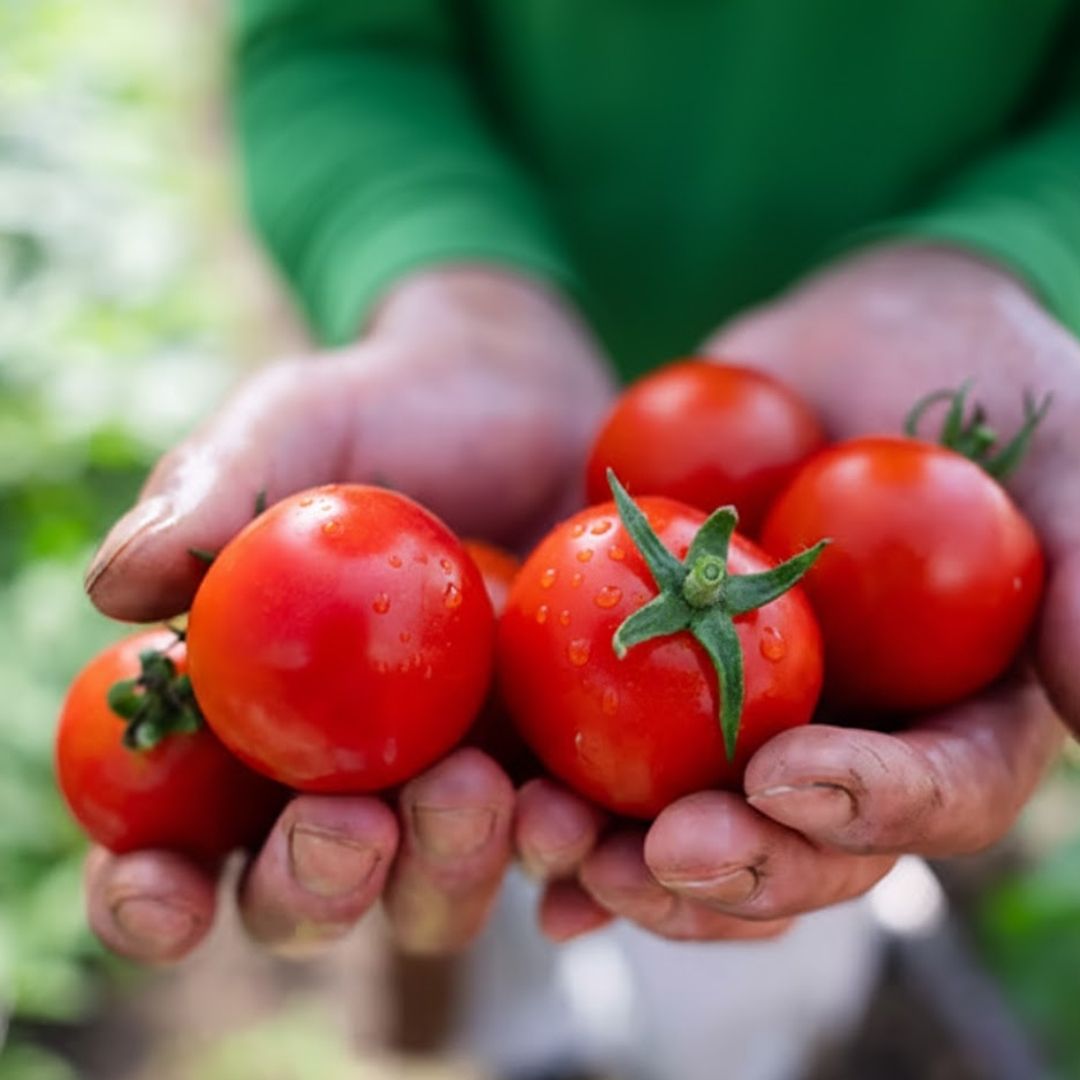 Premium Sweet Kao Tomato – Ibaraki - TFD (Tokyo Fresh Direct)