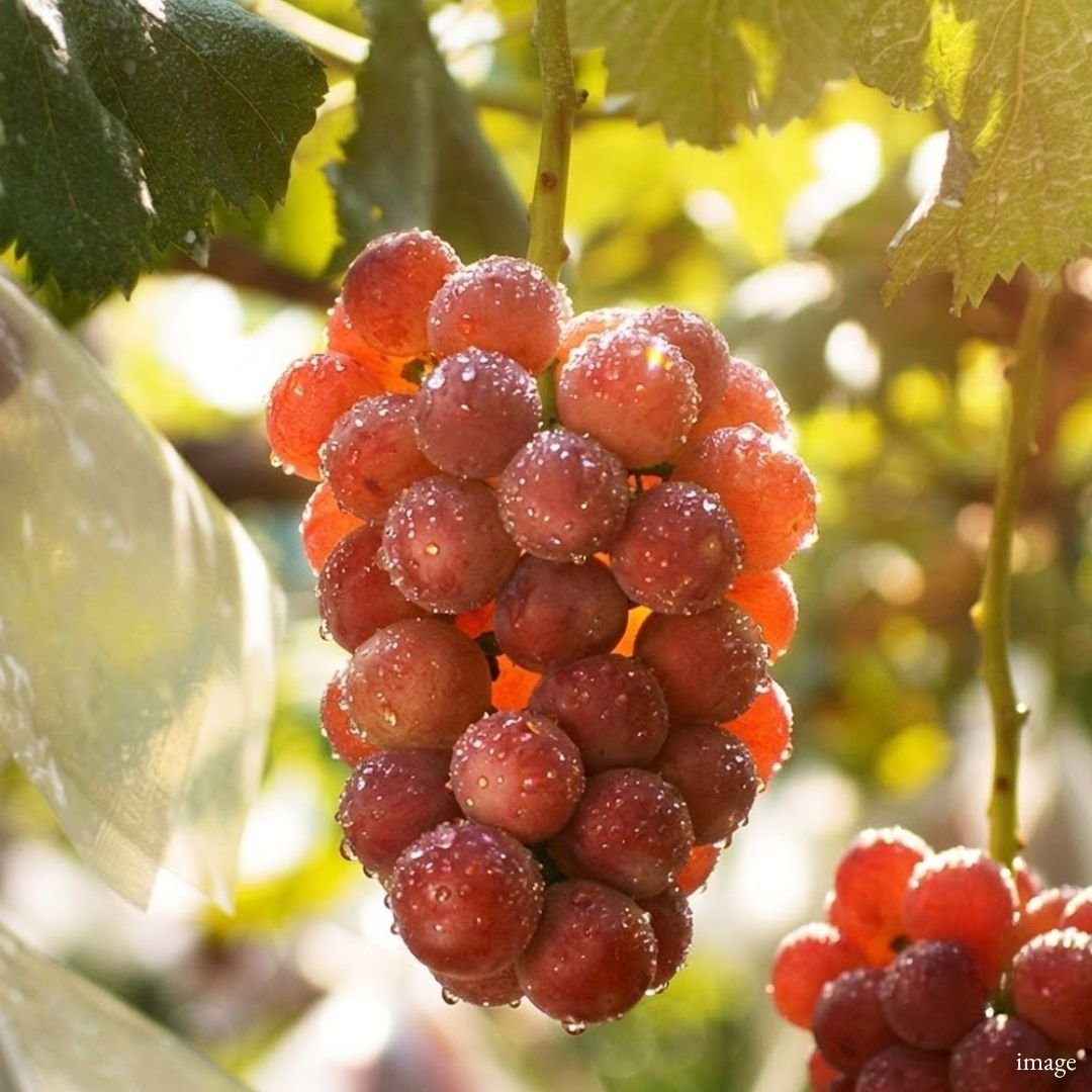 "Queen Niina" [Valued Members’ Exclusive Ultra-Rare Fruits] exclusively limited to 10 bunches. | Delivery: 7th~8th Aug - TFD (Tokyo Fresh Direct)