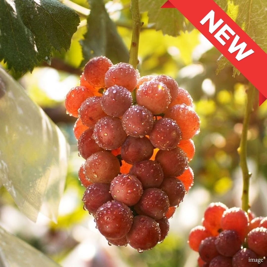 "Queen Niina" [Valued Members’ Exclusive Ultra-Rare Fruits] exclusively limited to 10 bunches. | Delivery: 7th~8th Aug - TFD (Tokyo Fresh Direct)