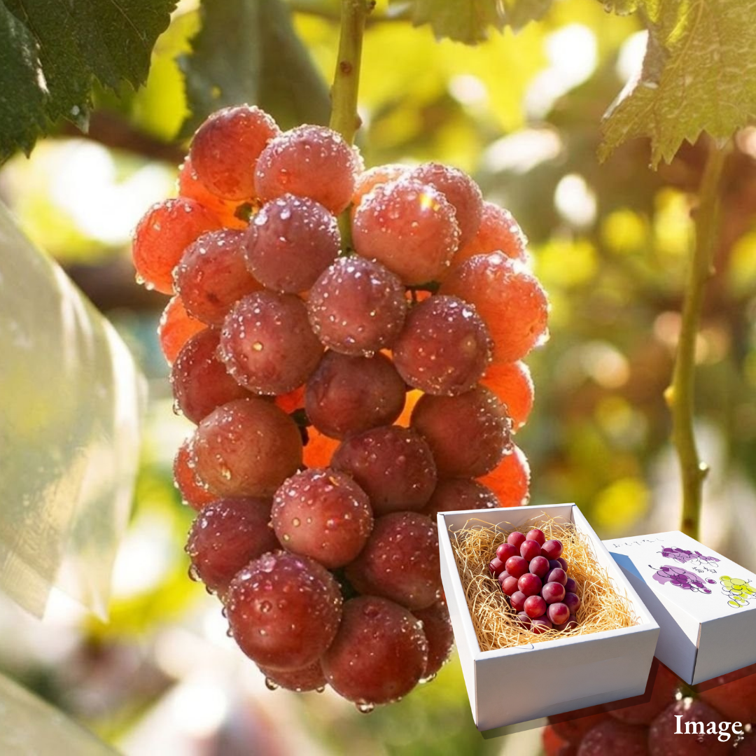 "Queen Niina(Giftbox/3L-size/Rare Grape)" exceptionally high-Brix red grapes with impressively large berries, Approx.550g+ | Delivery: 2nd~3rd Oct - TFD (Tokyo Fresh Direct)