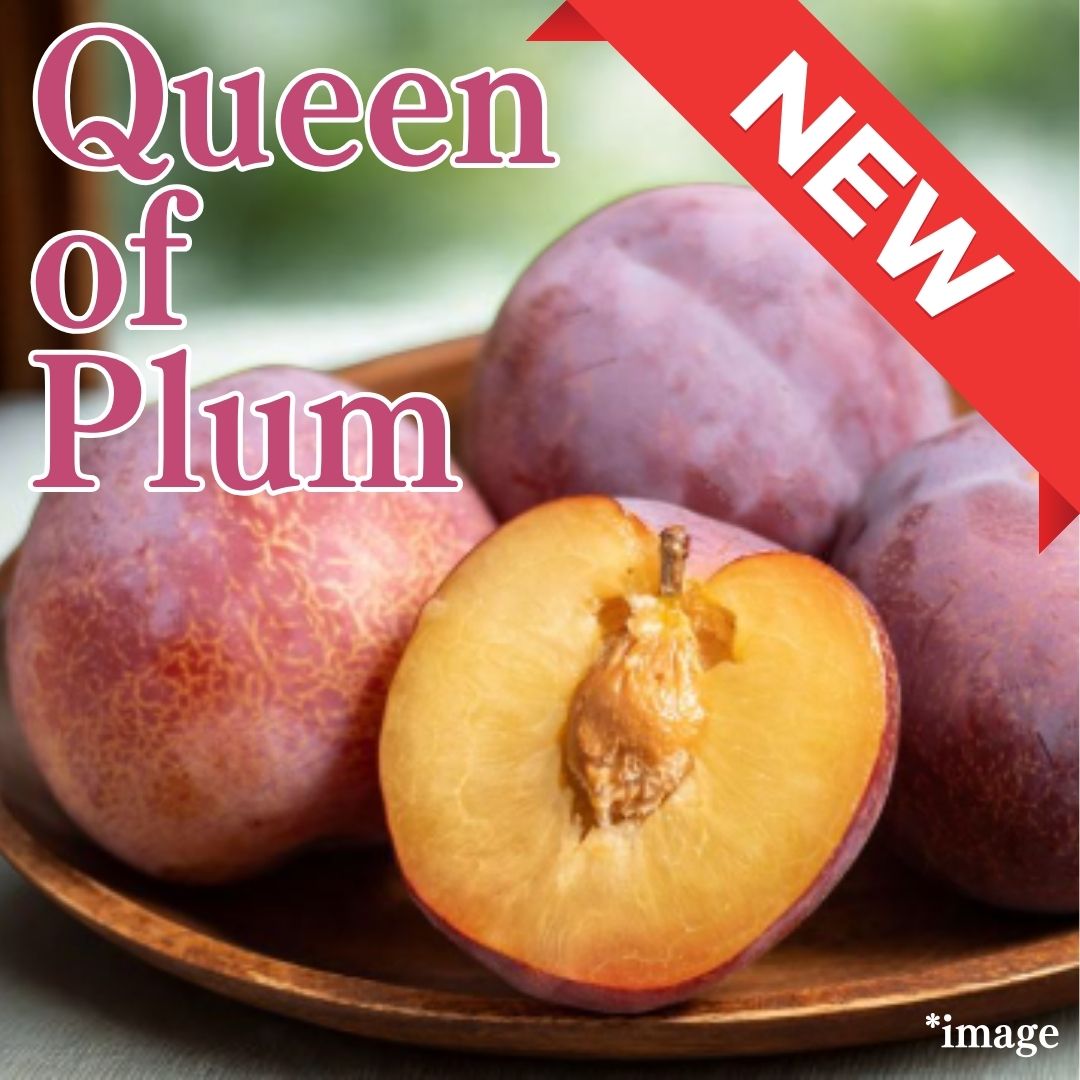 Queen of Plum "Kiyou Plum (High Grade)", from Shizuoka, 2pcs/approx.300g | Delivery: 8th~9th Aug - Tokyo Fresh Direct