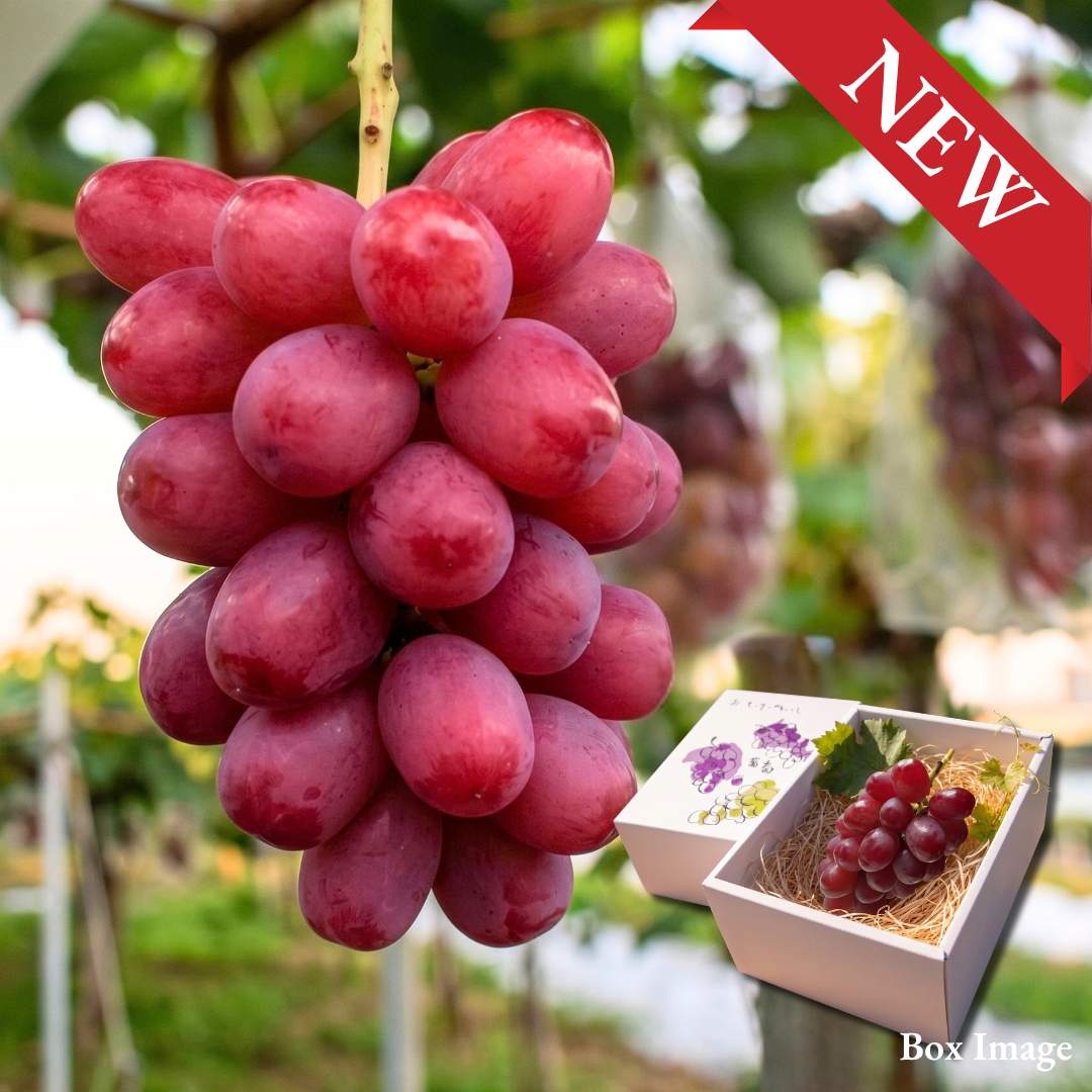 "Queen Rouge (Giftbox/3L-size/High Grade)", The Crimson King, Nagano’s Premier Grape Brand, Approx.500g | Delivery: 16th~17th Oct - TFD (Tokyo Fresh Direct)