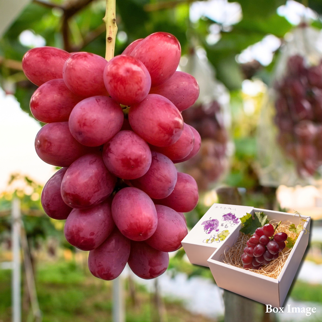 "Queen Rouge (Giftbox/3L-size/High Grade)", The Crimson King, Nagano’s Premier Grape Brand, Approx.500g | Delivery: 16th~17th Oct - TFD (Tokyo Fresh Direct)
