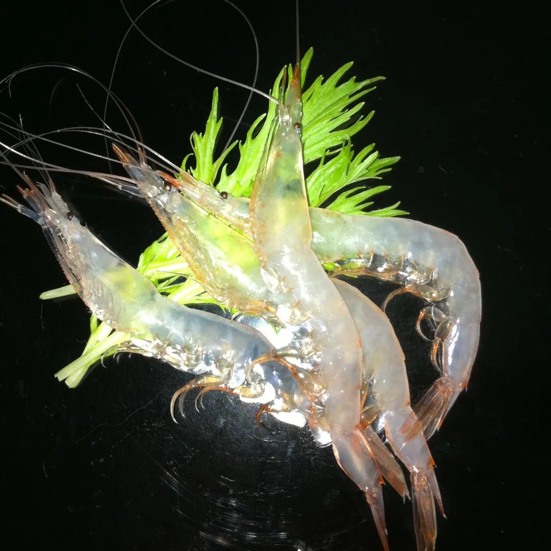 Rare White Shrimp Sashimi 80g, the Precious Jewel of Toyama's Sea [Delivery between 18th~19th Oct] - Tokyo Fresh Direct