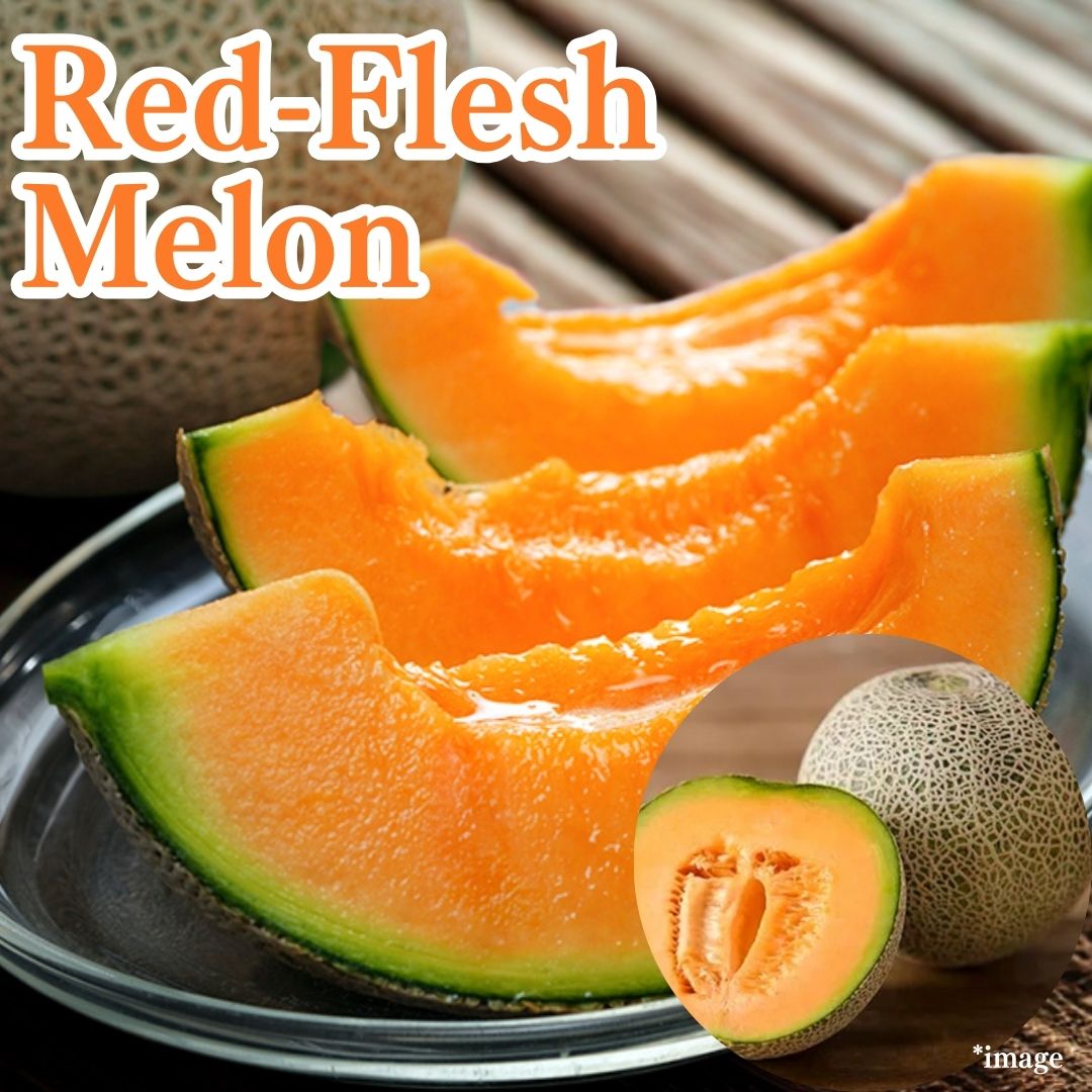 "Red - Flesh Melon (High Grade) Gift Box", approx.1.2kg , nutrient - rich orange melon from Kumamoto | Delivery: 30th May ~7th June - Tokyo Fresh Direct