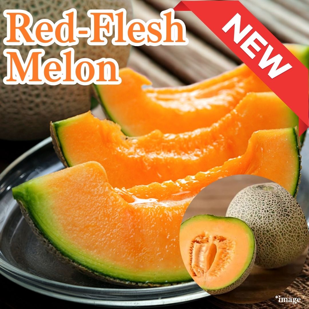 "Red - Flesh Melon (High Grade) Gift Box", approx.1.2kg , nutrient - rich orange melon from Kumamoto | Delivery: 30th May ~7th June - Tokyo Fresh Direct