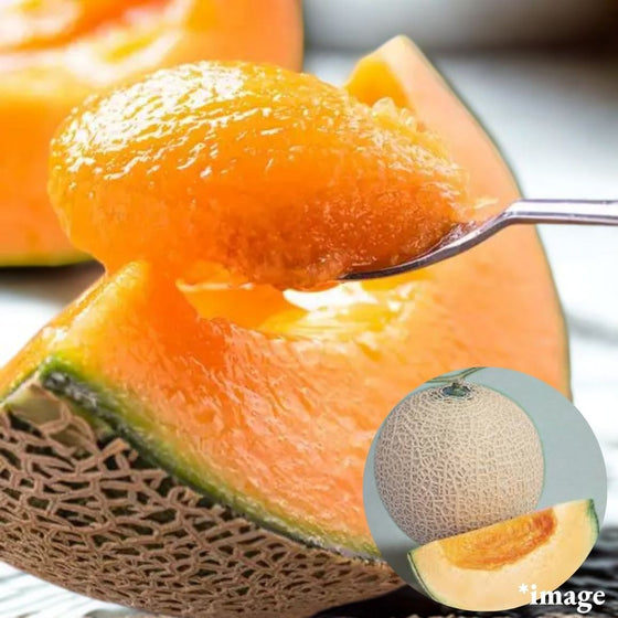 "Red Melon (High Grade)", Earl's melon, rich in nutrients, with a strong sweetness and mellow aroma, from Kochi, Gift Box/approx.1.4kg | Delivery: 15th~16thR - Tokyo Fresh Direct