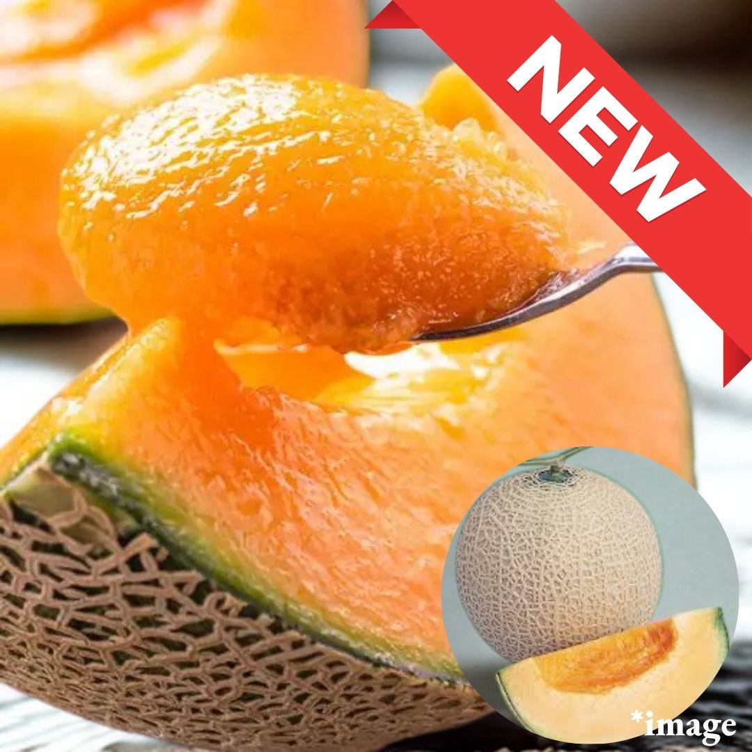 "Red Melon (High Grade)", Earl's melon, rich in nutrients, with a strong sweetness and mellow aroma, from Kochi, Gift Box/approx.1.4kg | Delivery: 15th~16thR - Tokyo Fresh Direct
