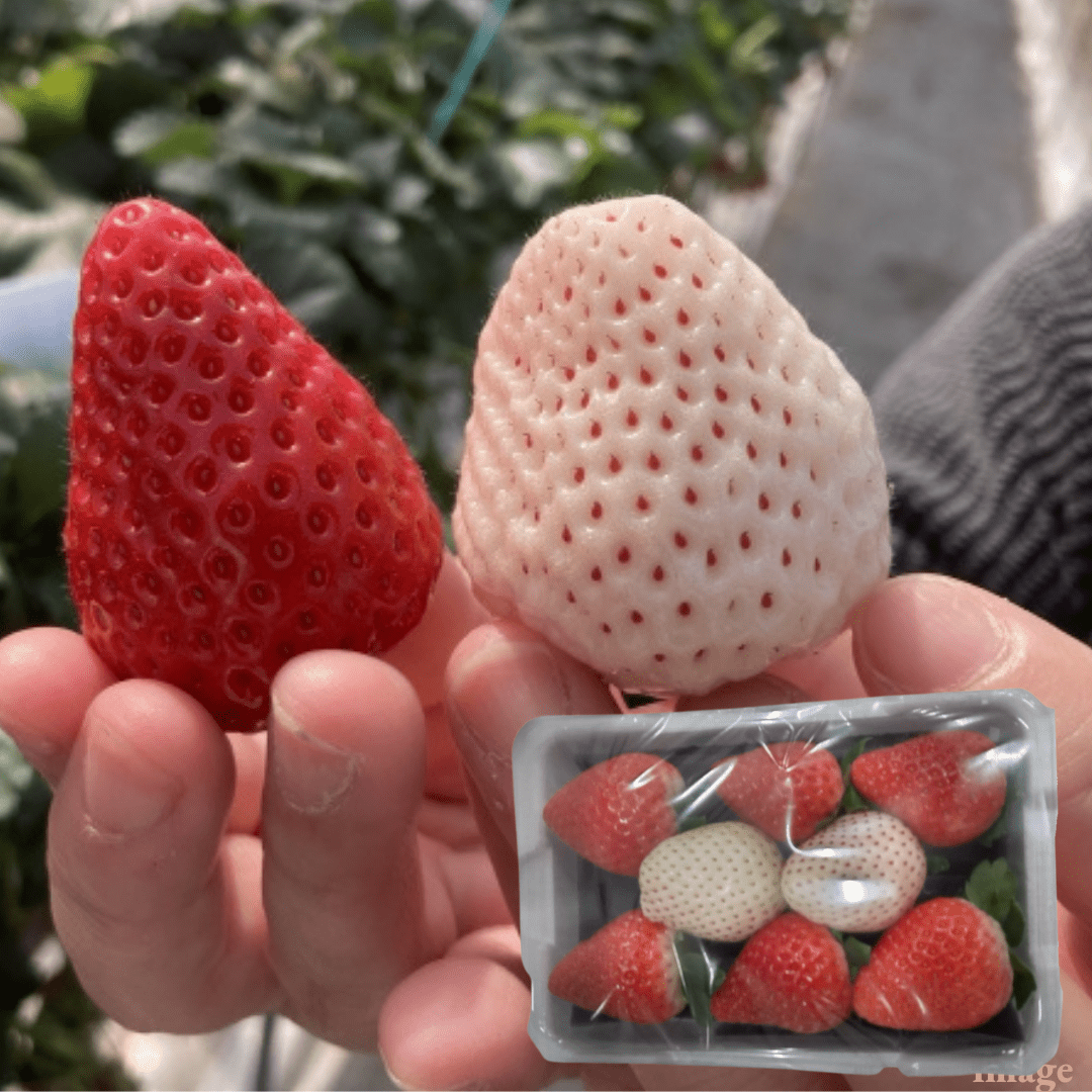 "Red & White Strawberries(High Grade/Mini size)", Skyberry & Milkyberry, Approx.180g(1pack) | Delivery: 30th - 31th Jan - Tokyo Fresh Direct