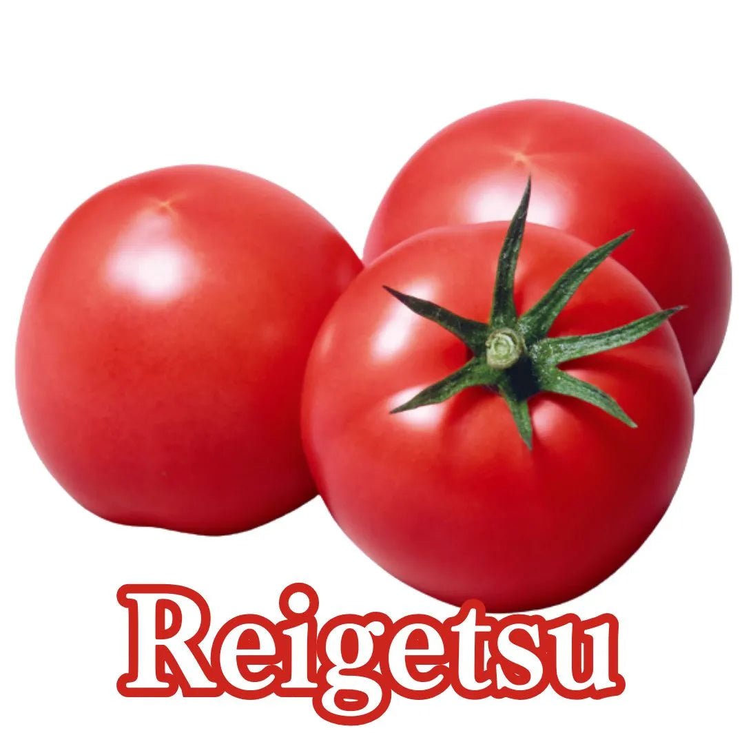 "Reigetsu (2kg/4kg box)”, large ripe tomatos with strong flavor from Nagano [Delivery between 7th~8th Mar] - Nagano Fair 2025 - Tokyo Fresh Direct