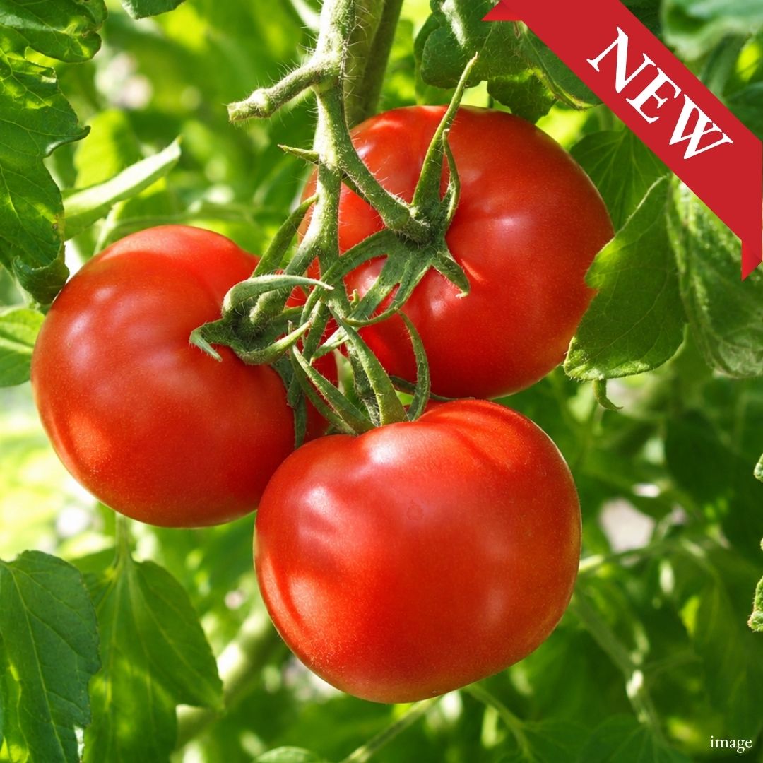Reigetsu Tomato, 4pcs / Approx. 500g, [Nagano Fair 2026] | Delivery: 18th–19th Sep - TFD (Tokyo Fresh Direct)