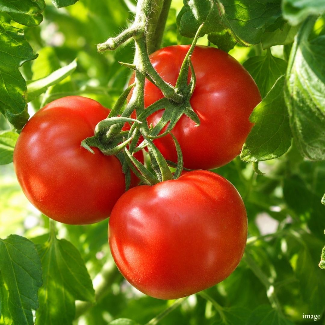 Reigetsu Tomato, 4pcs / Approx. 500g, [Nagano Fair 2026] | Delivery: 18th–19th Sep - TFD (Tokyo Fresh Direct)