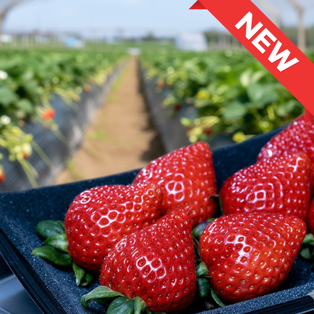 Ruby Sweet Amarin Strawberry – Artisan Sweet Series, Approx.250g | Delivery: 6th - 7th Jan [limited to 8 pack] [Valued Members’ Exclusive Ultra - Rare Fruits] - Tokyo Fresh Direct