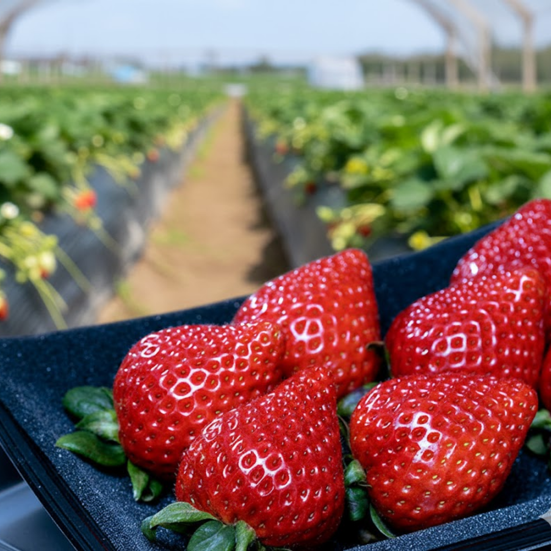 Ruby Sweet Amarin Strawberry – Artisan Sweet Series, Approx.250g | Delivery: 6th - 7th Jan [limited to 8 pack] [Valued Members’ Exclusive Ultra - Rare Fruits] - Tokyo Fresh Direct