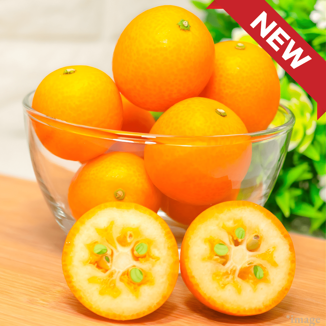 Selected High - Brix Kumquats "Tamatama (High Grade/size 2L)", Miyazaki Brand Kumquats, Approx.500g | Delivery: 23th - 24th Jan - Tokyo Fresh Direct