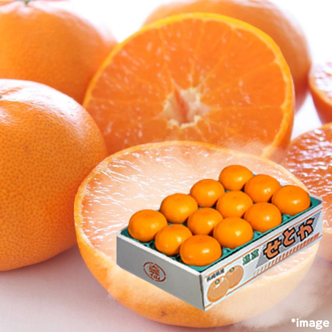 ”Setoka 3kg Box (Top Grade)” “Otoro(fatty tuna) of oranges, known for its rich sweetness from Ehime [Delivery between 7th~8th Feb] - Tokyo Fresh Direct