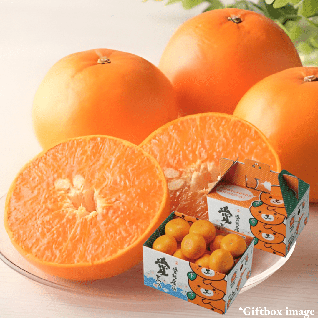 ”Setoka (High Grade)”, Otoro(fatty tuna) of oranges, known for its rich sweetness from Ehime | Delivery: 27th - 28th Mar - TFD (Tokyo Fresh Direct)