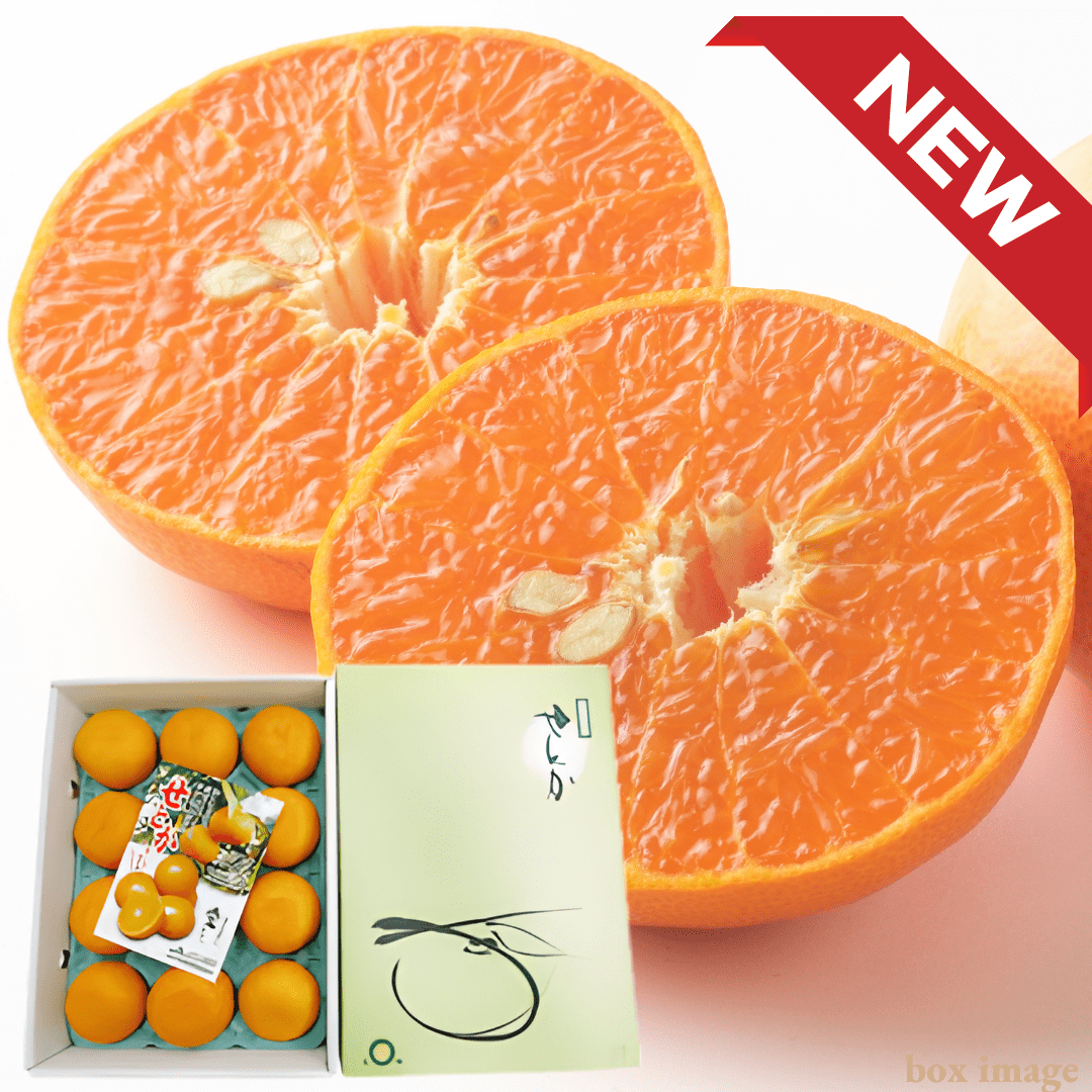 ”Setoka (High Grade/Big Size(2L - 3L)/Giftbox)”, Otoro(fatty tuna) of oranges, known for its rich sweetness from Ehime, Approx.3kg | Delivery: 30th - 31th Jan [limited to 20 boxes] - Tokyo Fresh Direct