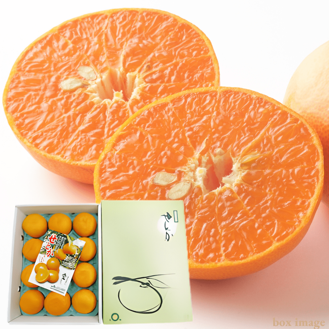 ”Setoka (High Grade/Big Size(2L - 3L)/Giftbox)”, Otoro(fatty tuna) of oranges, known for its rich sweetness from Ehime, Approx.3kg | Delivery: 30th - 31th Jan [limited to 20 boxes] - Tokyo Fresh Direct