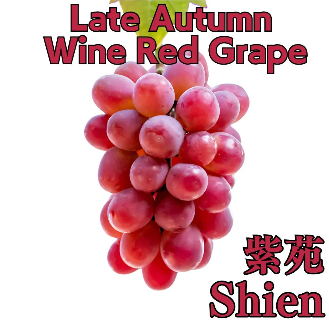 "Shien (High Grade)" approx.600g, A rare grape that is in season in late autumn and is often used as a gift, from Okayama [Delivery between 22th~23th Nov] - Tokyo Fresh Direct