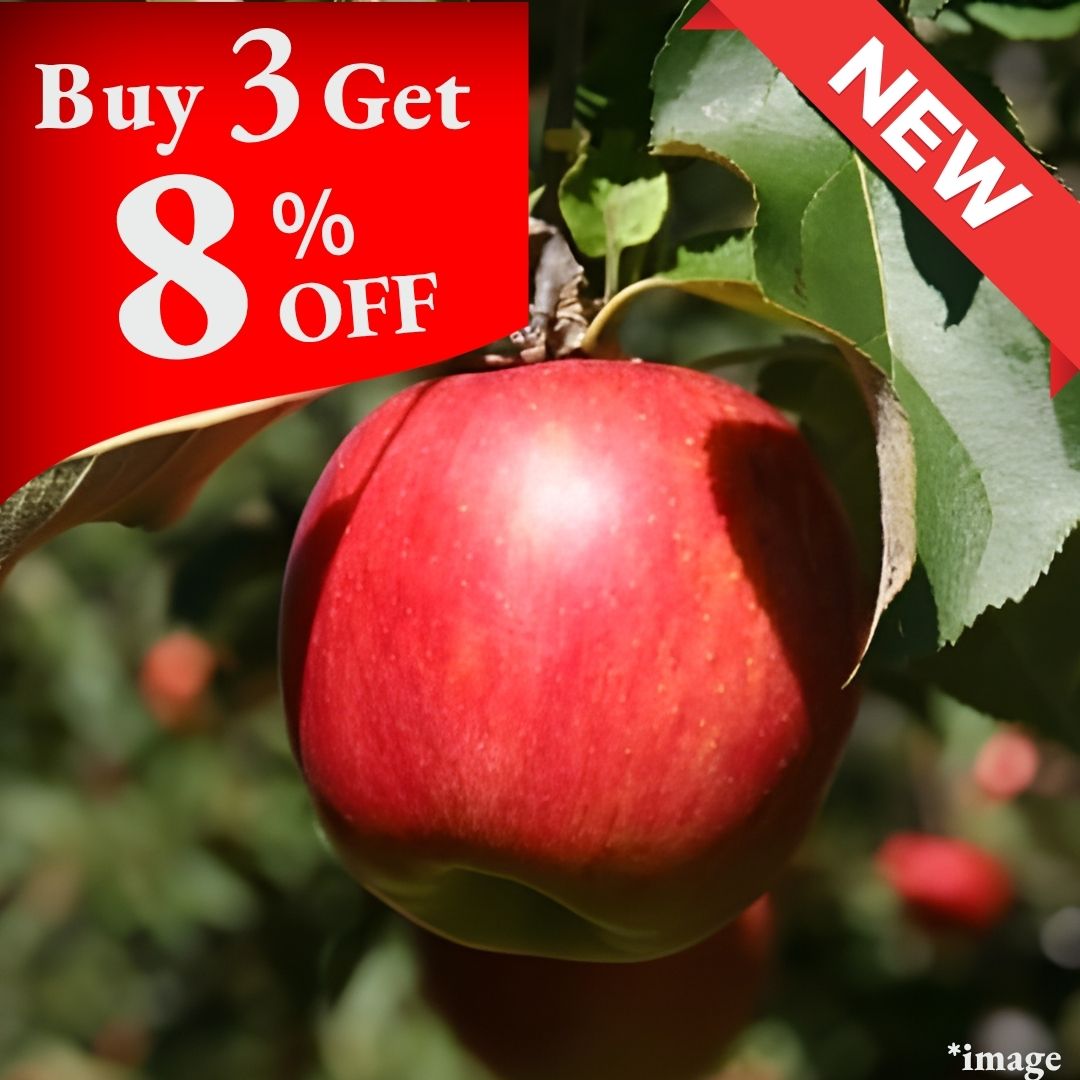 "Shinano Sweet (High Grade)", Nagano Shinano Trio, Pure Sweet Apple, (2pcs/600g+) | Delivery: 31th Oct - 1st Nov - Tokyo Fresh Direct
