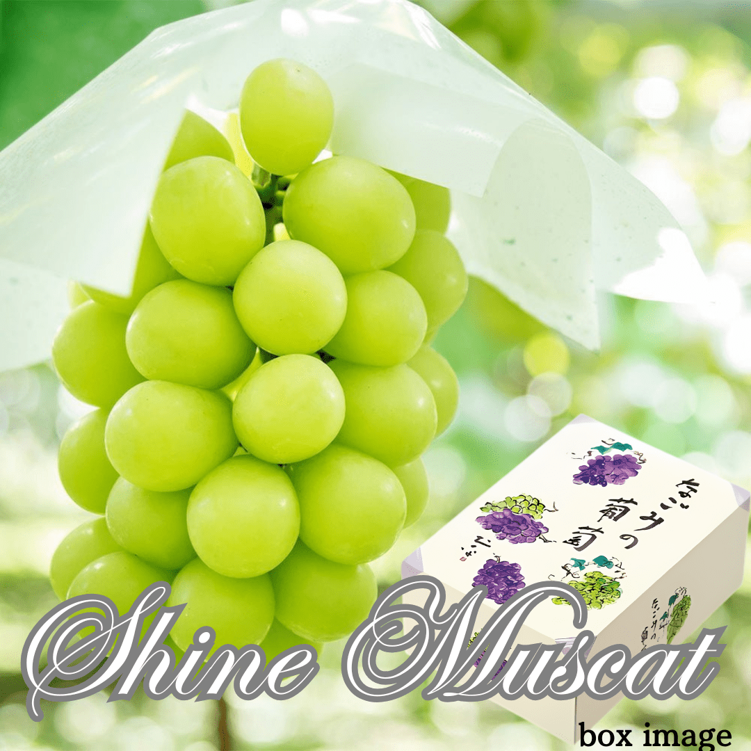 "Shine Muscat (Top Grade) Gift Box" | Delivery: 27th~28th June - Tokyo Fresh Direct