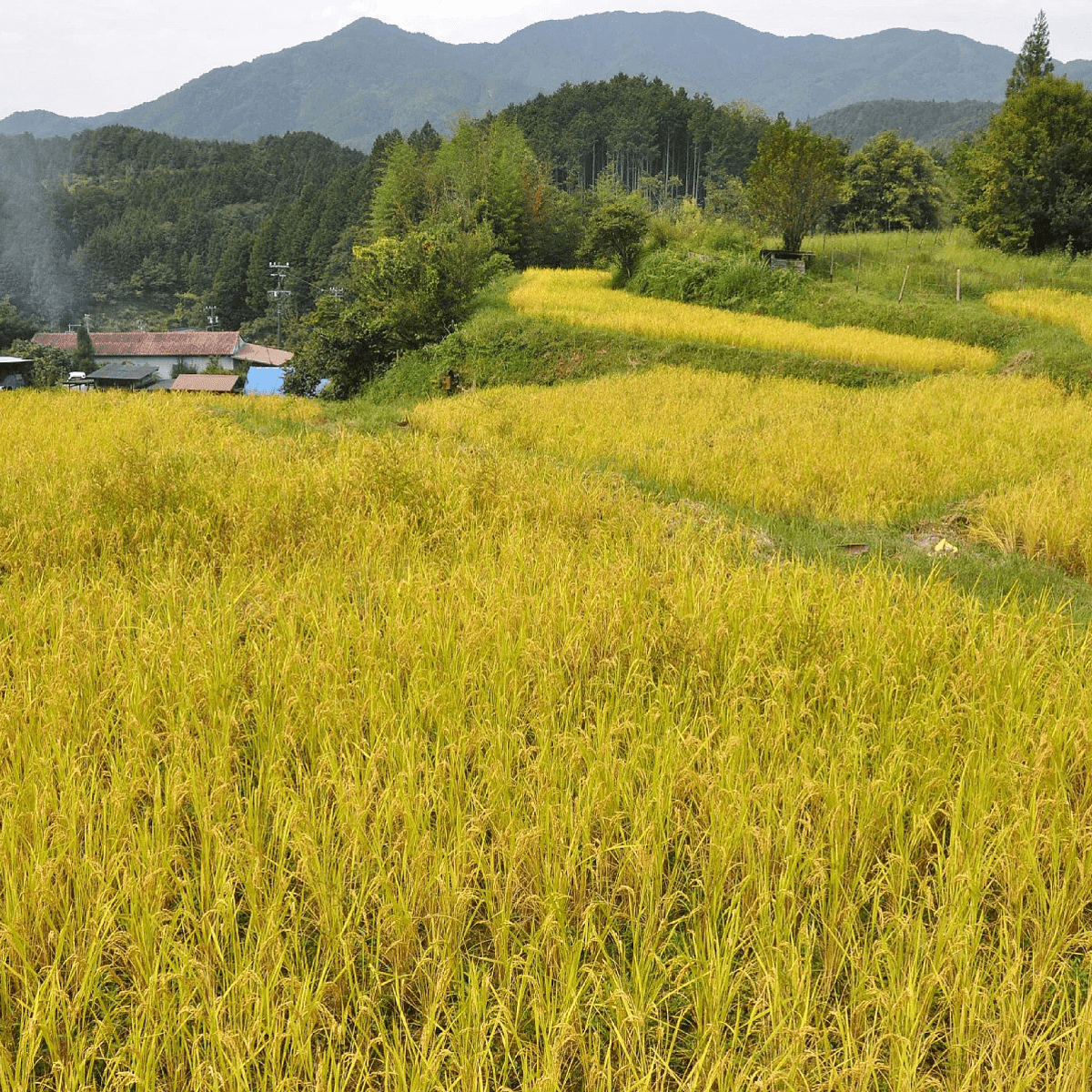 SHIRAKAWAKASHOU Toro Toro Silky Warabi Mochi Kinako Bliss - Tokyo Fresh Direct