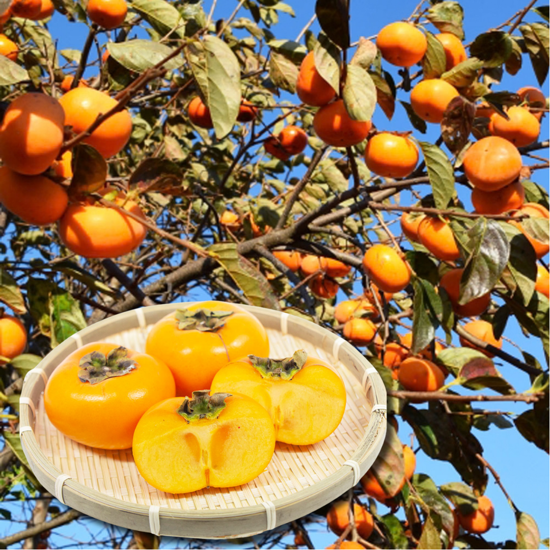 "Shonai Persimmon (2L-size)", Birthplace of Japan’s Seedless Persimmon, with Refined Sweetness & Silky-Ripe Texture, Approx.400g(2pcs) | Delivery: 16th~17th Oct - TFD (Tokyo Fresh Direct)