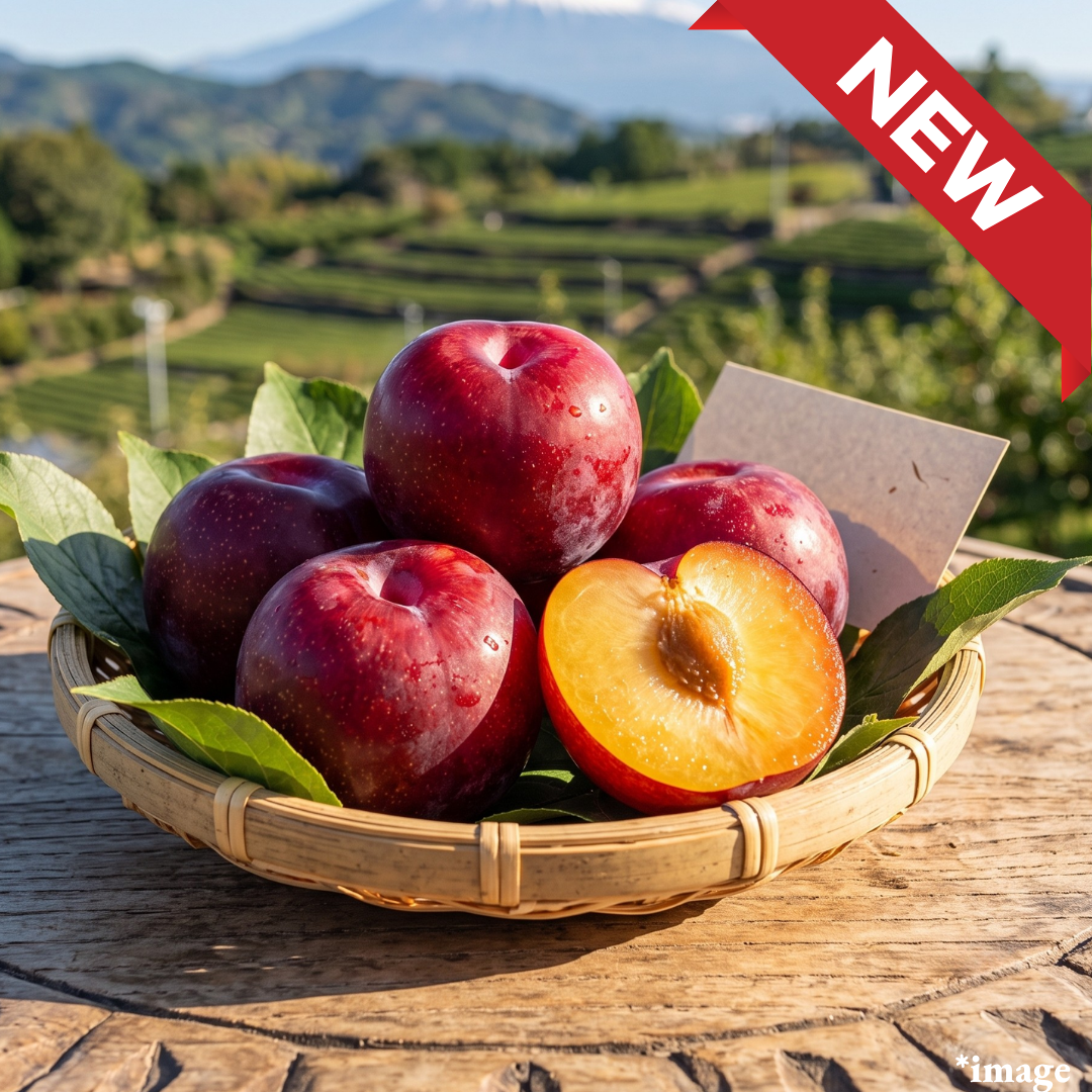 "Sun Plum (L-size/High Grade)", Sun-Ripened Scarlet Fruit with Exceptional Sweetness, Approx.500g(5pcs) | Delivery: 7th~8th Aug - TFD (Tokyo Fresh Direct)