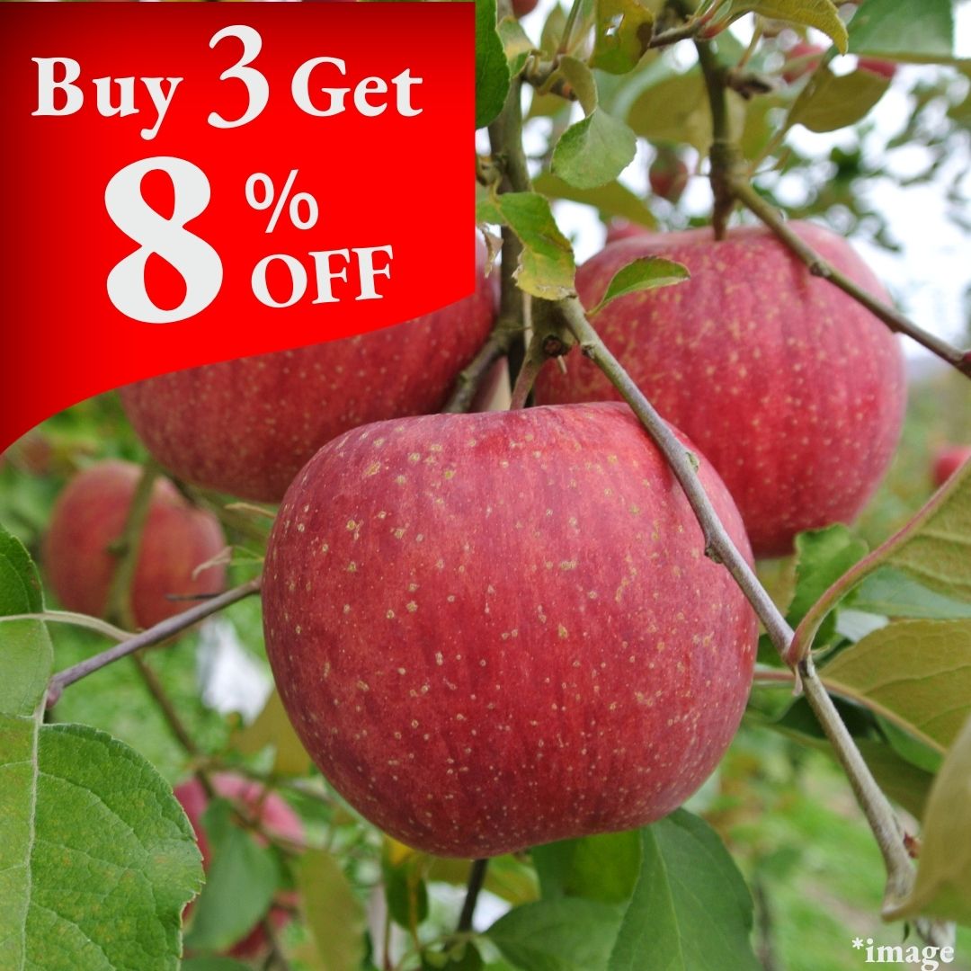 "Sun Tsugaru Apple (High Grade)", Sweet Apples Bathed in Sunshine, (2pcs/600g+) | Delivery: 26th~27th Sep - Tokyo Fresh Direct