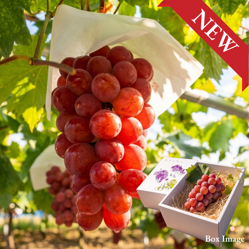 "Sunshine Red (Giftbox/2L-size/High Grade)”, Yamanashi's Ripe Red Gems, Approx.500g | Delivery: 2nd~3rd Oct