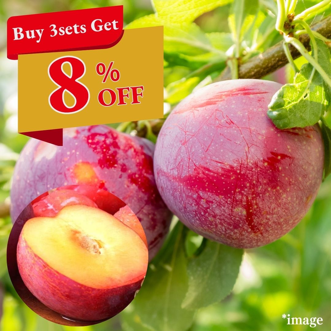"Sunshine Sumomo Plum (High Grade) " Sweet Plums Blessed by the Sun, from Yamanashi, 2pcs(approx.450g)/6pcs(approx.1350g) | Delivery: 29th~30th Aug - Tokyo Fresh Direct