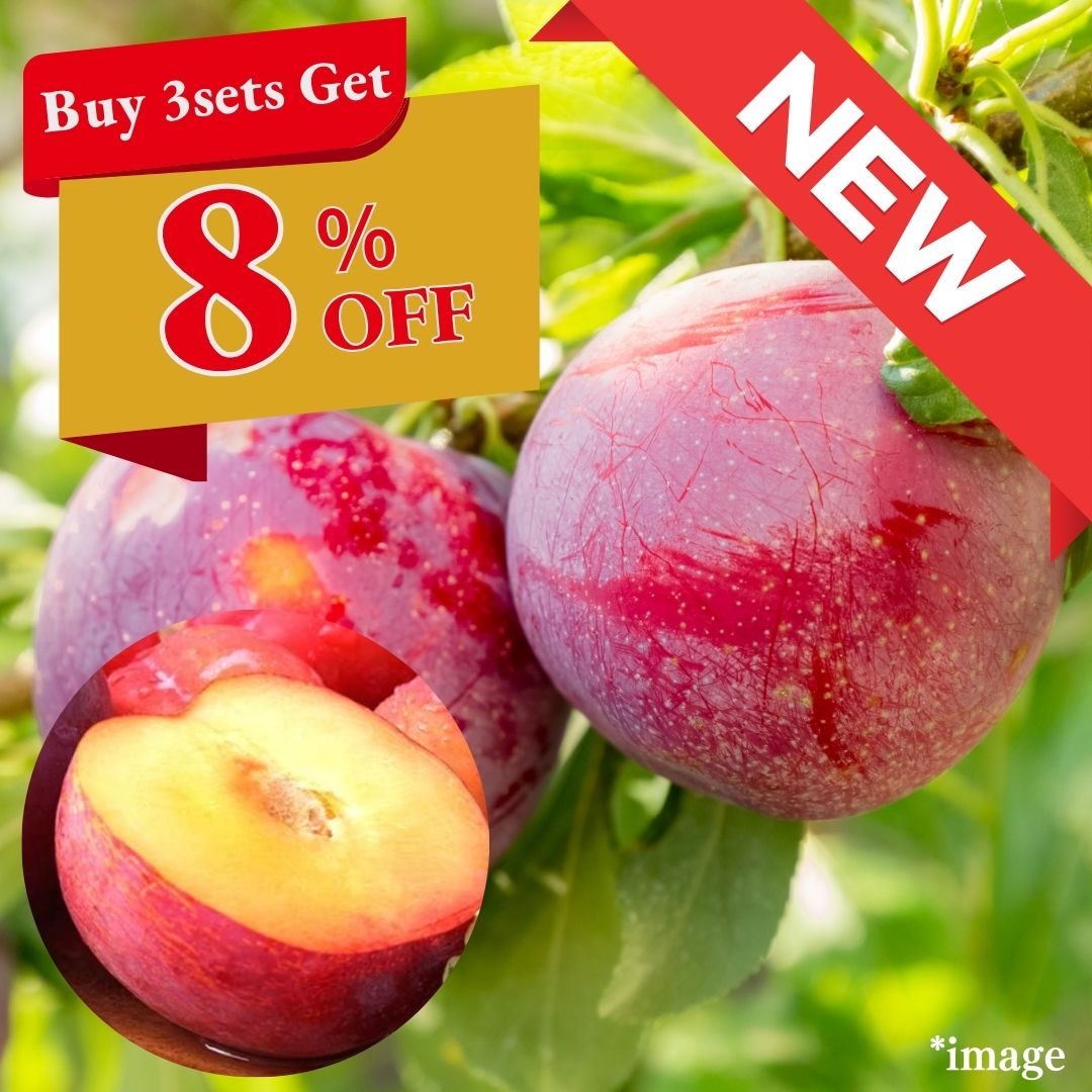 "Sunshine Sumomo Plum (High Grade) " Sweet Plums Blessed by the Sun, from Yamanashi, 2pcs(approx.450g)/6pcs(approx.1350g) | Delivery: 29th~30th Aug - Tokyo Fresh Direct