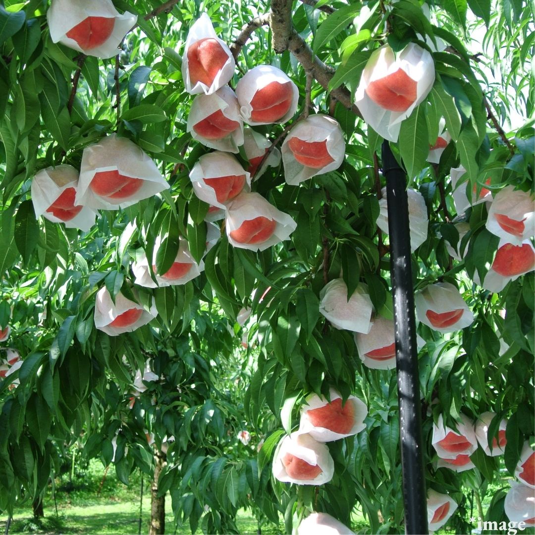 Sweet Crunchy White Peach Closing the Season "Sakura Peach (Top Grade)", Gift Box/6pcs(approx.2kg) | Delivery: 12th~13th Sep - Tokyo Fresh Direct