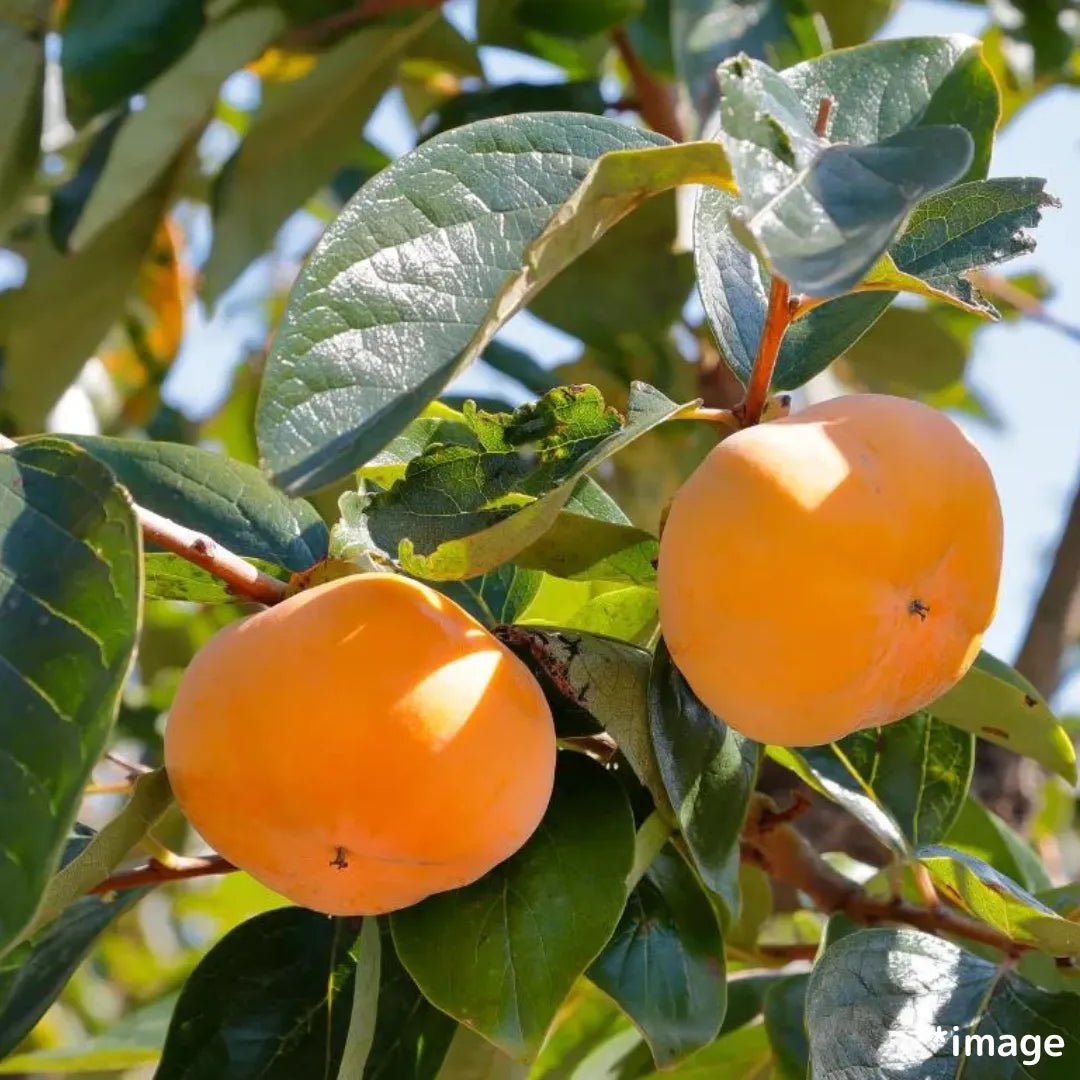 Taishu Persimmon 2pc, from Gifu [Delivery between 27th~28th Sep] - Tokyo Fresh Direct