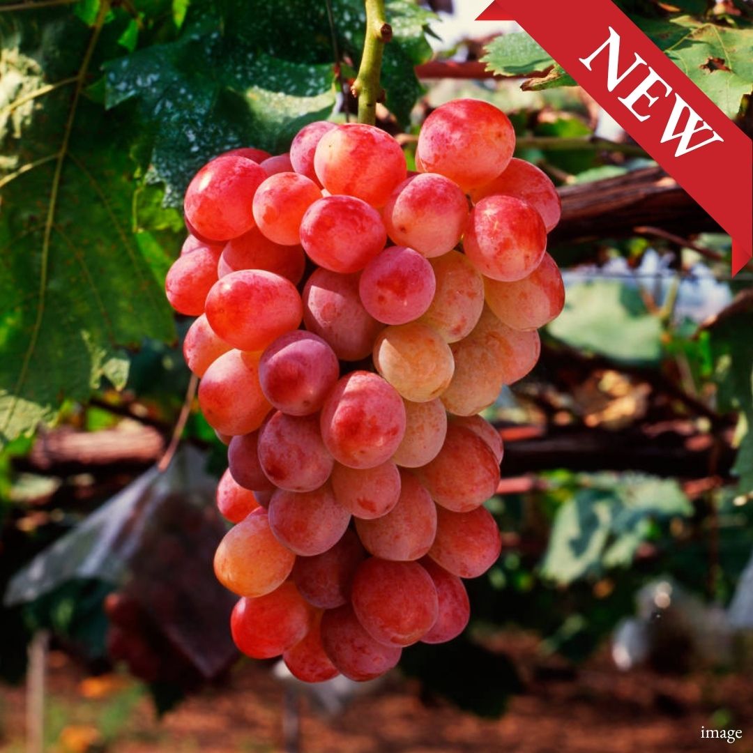 The Crimson Jewel – Kaiji Grape” [Special Member-Only Product] An Elegant & Rare Japanese Red Grape | Delivery: 18th–19th Sep - TFD (Tokyo Fresh Direct)