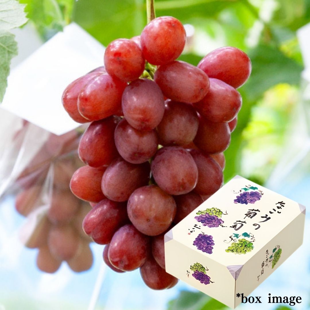 The Crimson King "Queen Rouge (Top Grade) Gift Box", Nagano’s Premier Grape Brand, Gift Box(approx.500g) | Delivery: 5th~6th Sep - Tokyo Fresh Direct