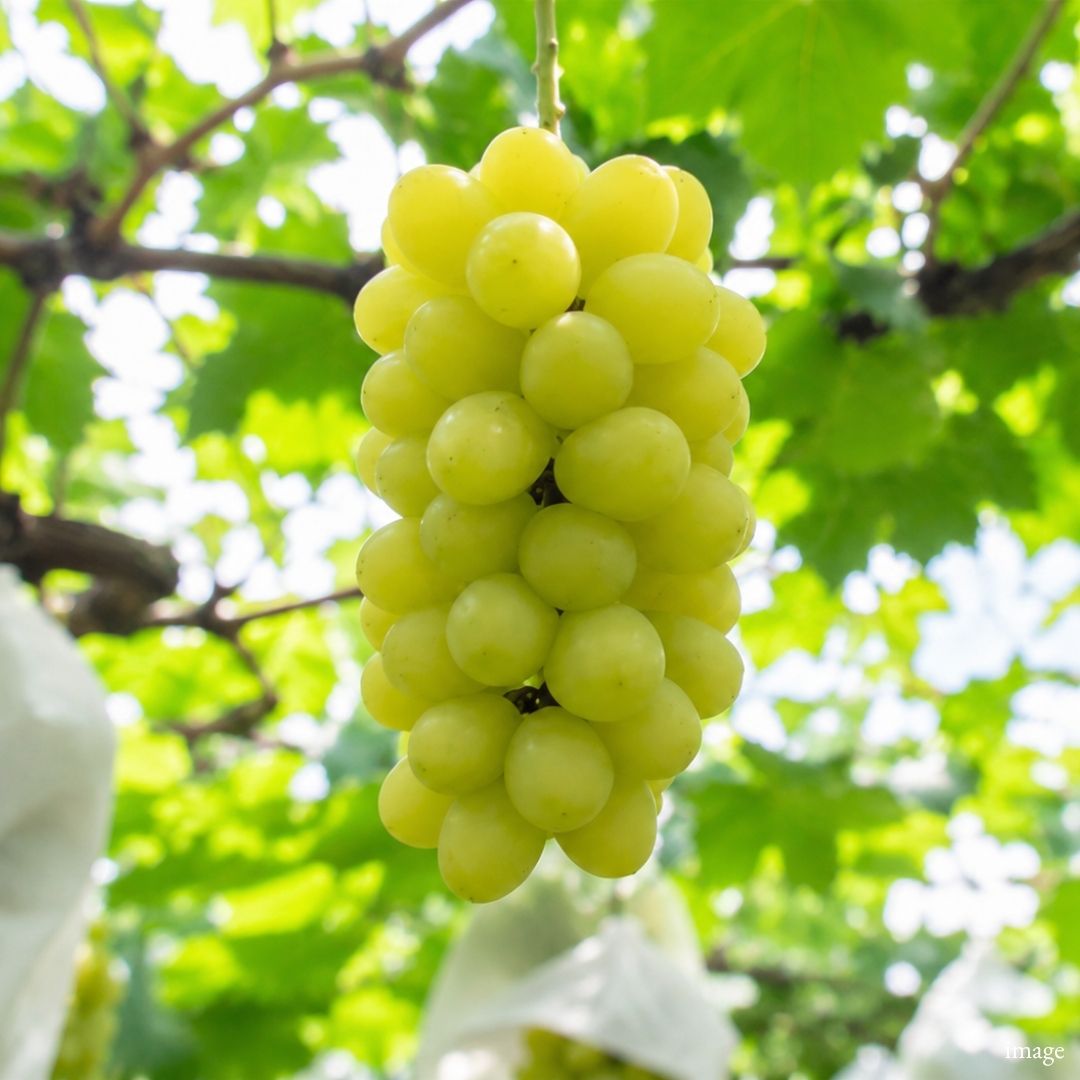 "The Phantom Jewel Muscat" [Special member-only products] An exceptionally rare item, exclusively limited to 6 bunches. - TFD (Tokyo Fresh Direct)