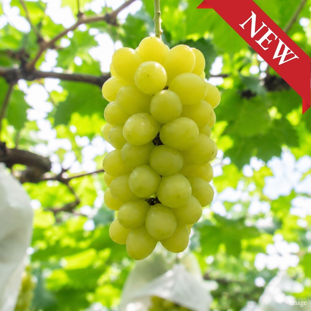 "The Phantom Jewel Muscat" [Special member-only products] An exceptionally rare item, exclusively limited to 6 bunches. - TFD (Tokyo Fresh Direct)