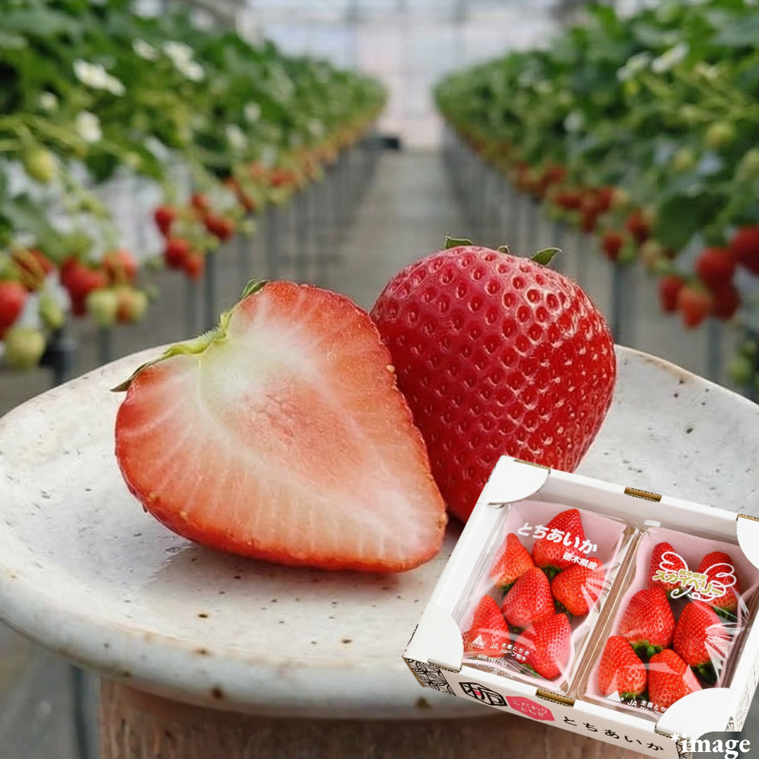 ”Tochiaika (High Grade)”, A beloved strawberry from Tochigi, known for its heart shape and exceptional sweetness, Approx.520g(2packs) | Delivery: 3rd - 4th Apr - TFD (Tokyo Fresh Direct)