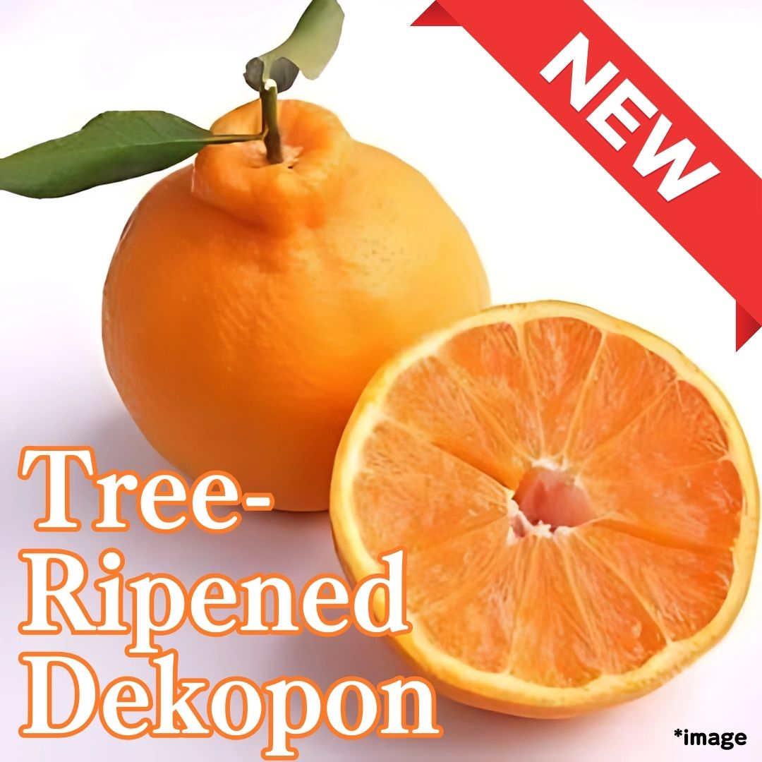 "Tree - Ripened Dekopon (Top Grade)", 2pc, Sun - Kissed Sweetness from Ehime [Delivery between 21th~22th Mar] - Tokyo Fresh Direct