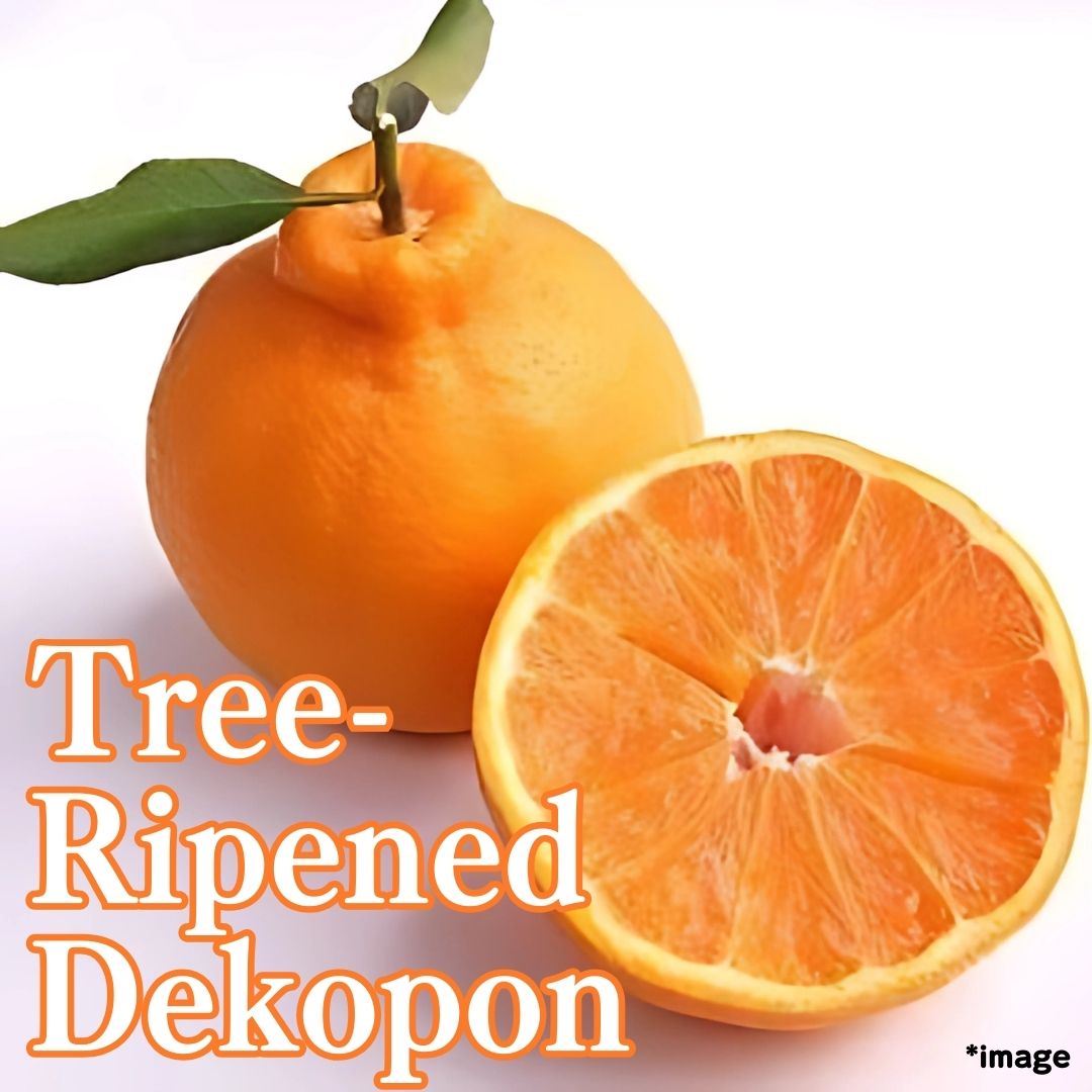 "Tree - Ripened Dekopon (Top Grade)", 2pc, Sun - Kissed Sweetness from Ehime [Delivery between 21th~22th Mar] - Tokyo Fresh Direct