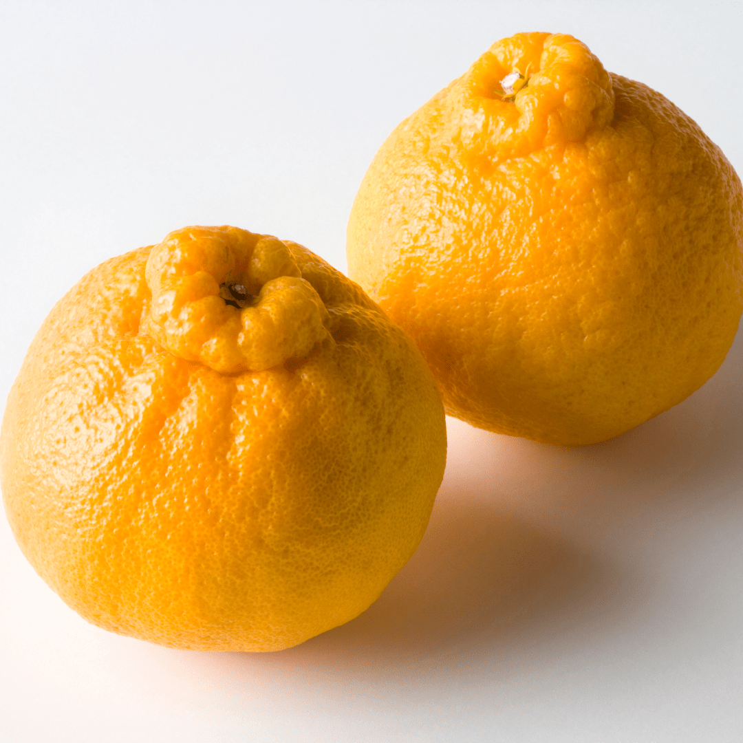 Tree - Ripened Dekopon (Top Grade)", 2pc, Sun - Kissed Sweetness from Kumamoto [Delivery between 19th~27th Dec] - Tokyo Fresh Direct