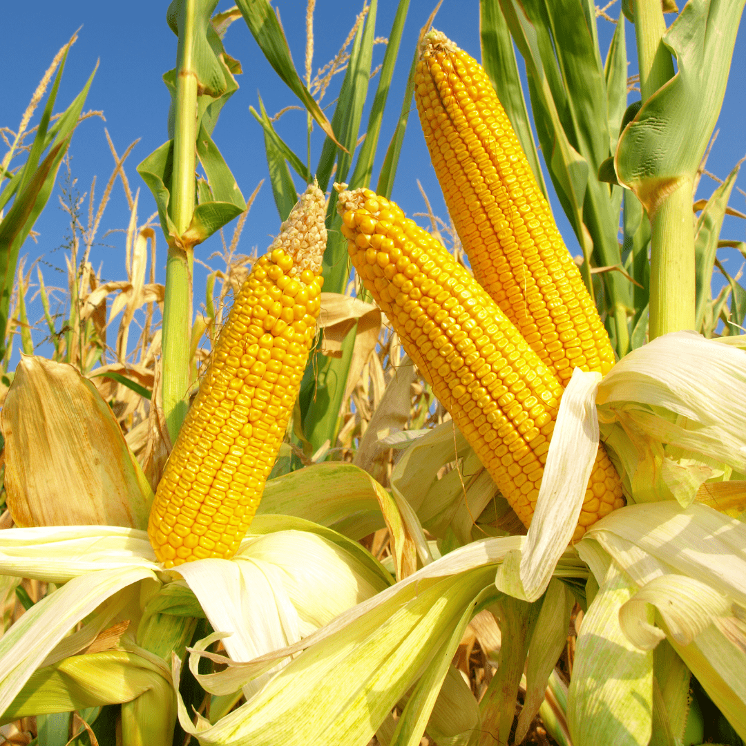 Tsumagoi Corn from Gunma, approx. 1.2kg/4pcs | Delivery: 22nd~23rd Aug - Tokyo Fresh Direct