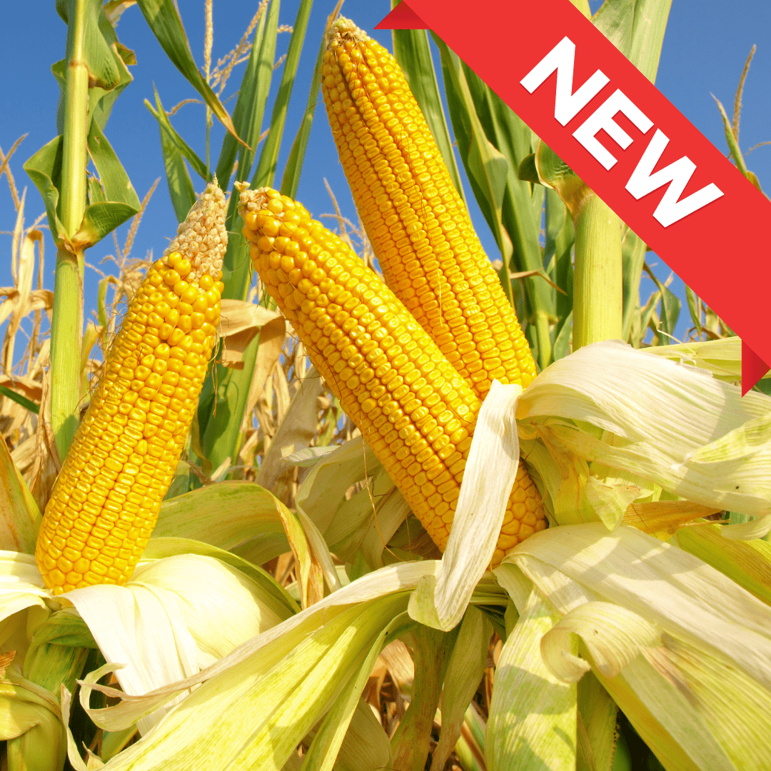 Tsumagoi Corn from Gunma, approx. 1.2kg/4pcs | Delivery: 22nd~23rd Aug - Tokyo Fresh Direct