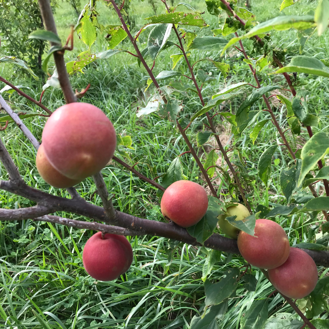 Ume Orchard Tsuyuakane Crimson Plum Jam 100g - TFD (Tokyo Fresh Direct)